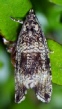 Olethreutinae